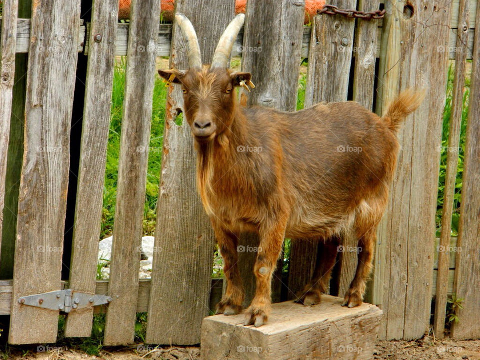 brown zoo gate goat by tnb