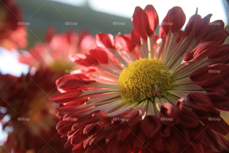 Chrysanthemum, red 