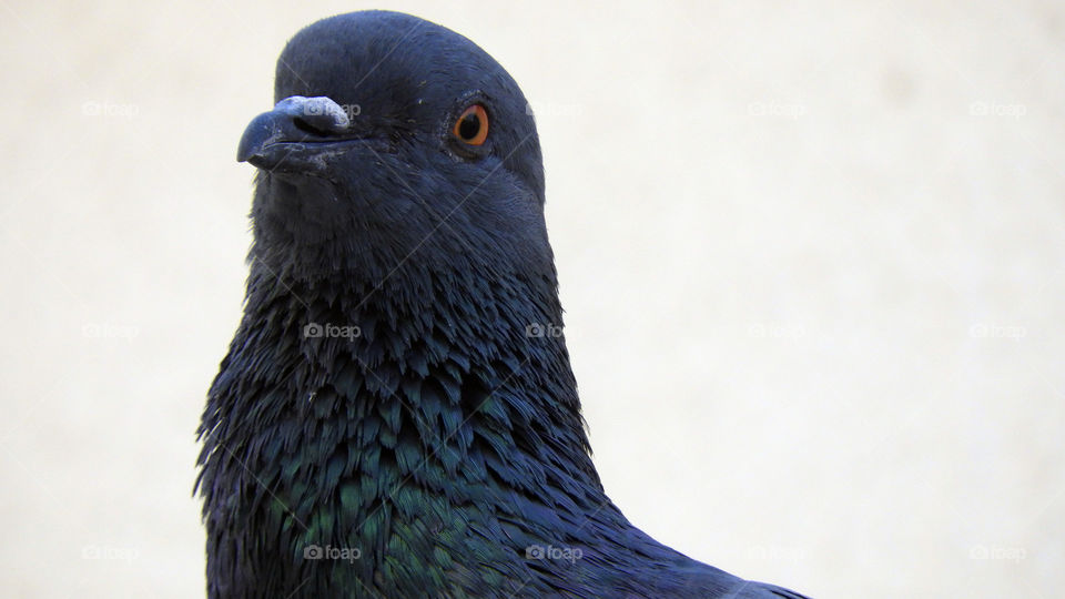 Pigeon #Close up