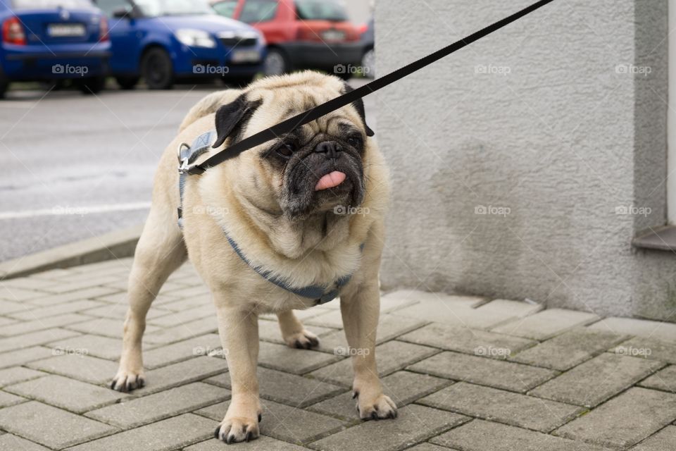 Bulldog on the street. Slovakia