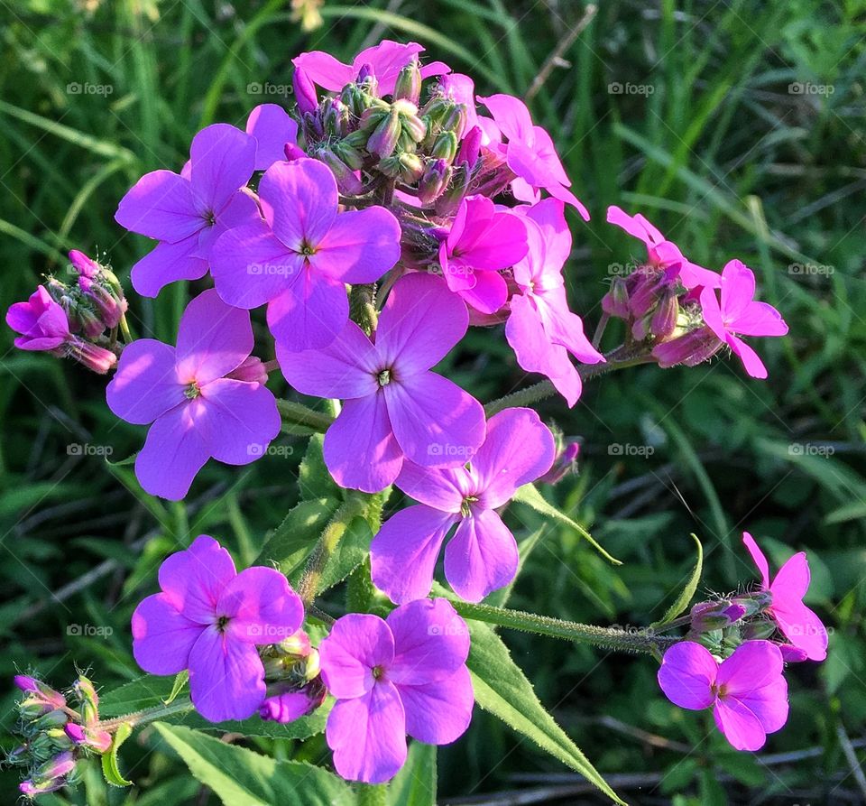 Hesperis matronalis 