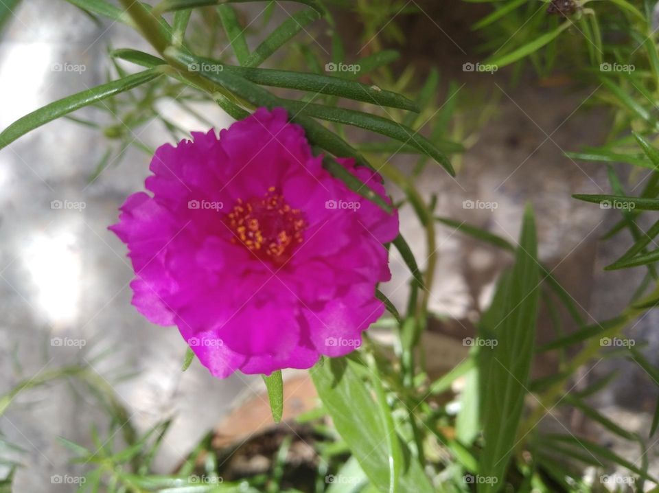 pink flower seasonal fresh looks very beautiful generally found everywhere shurb small size shurb