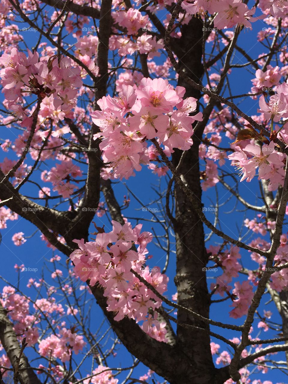 Pink blossoms in Connecticut