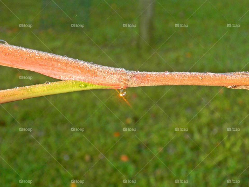 Give Me Light - A plant stem shows sunlight passing through raindrops in a process called refraction