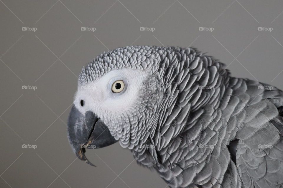 Grey african parrot, jaco