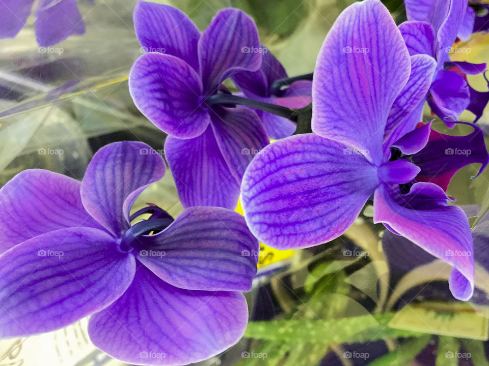 Purple orchid 