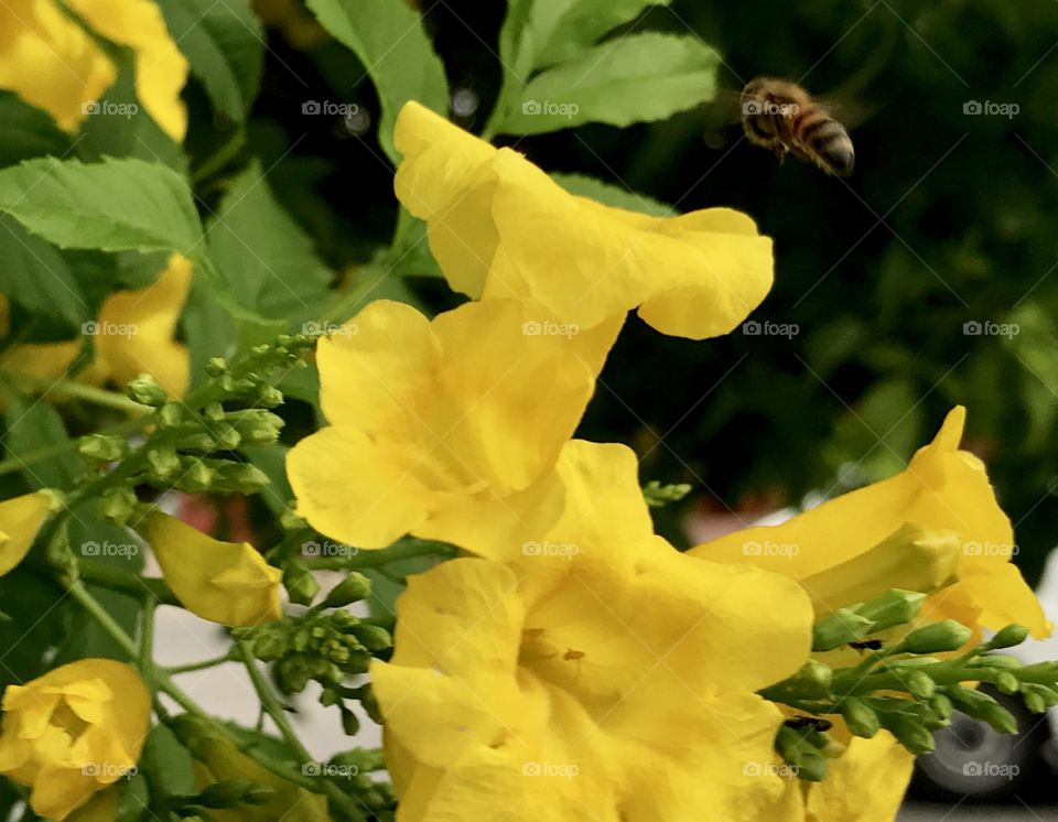 Yellow flower flying bee