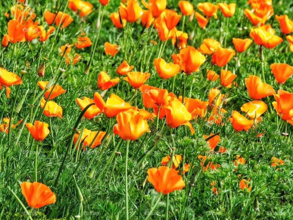 Wild California Poppies