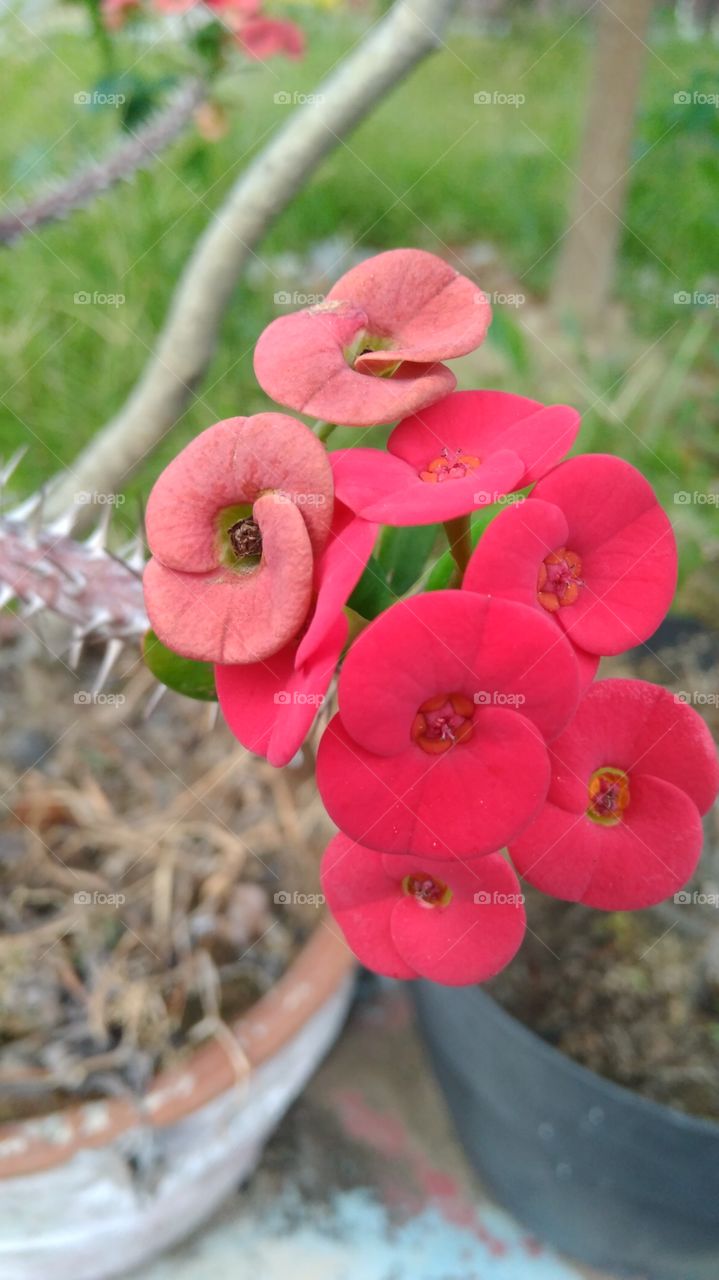 Unique Flower