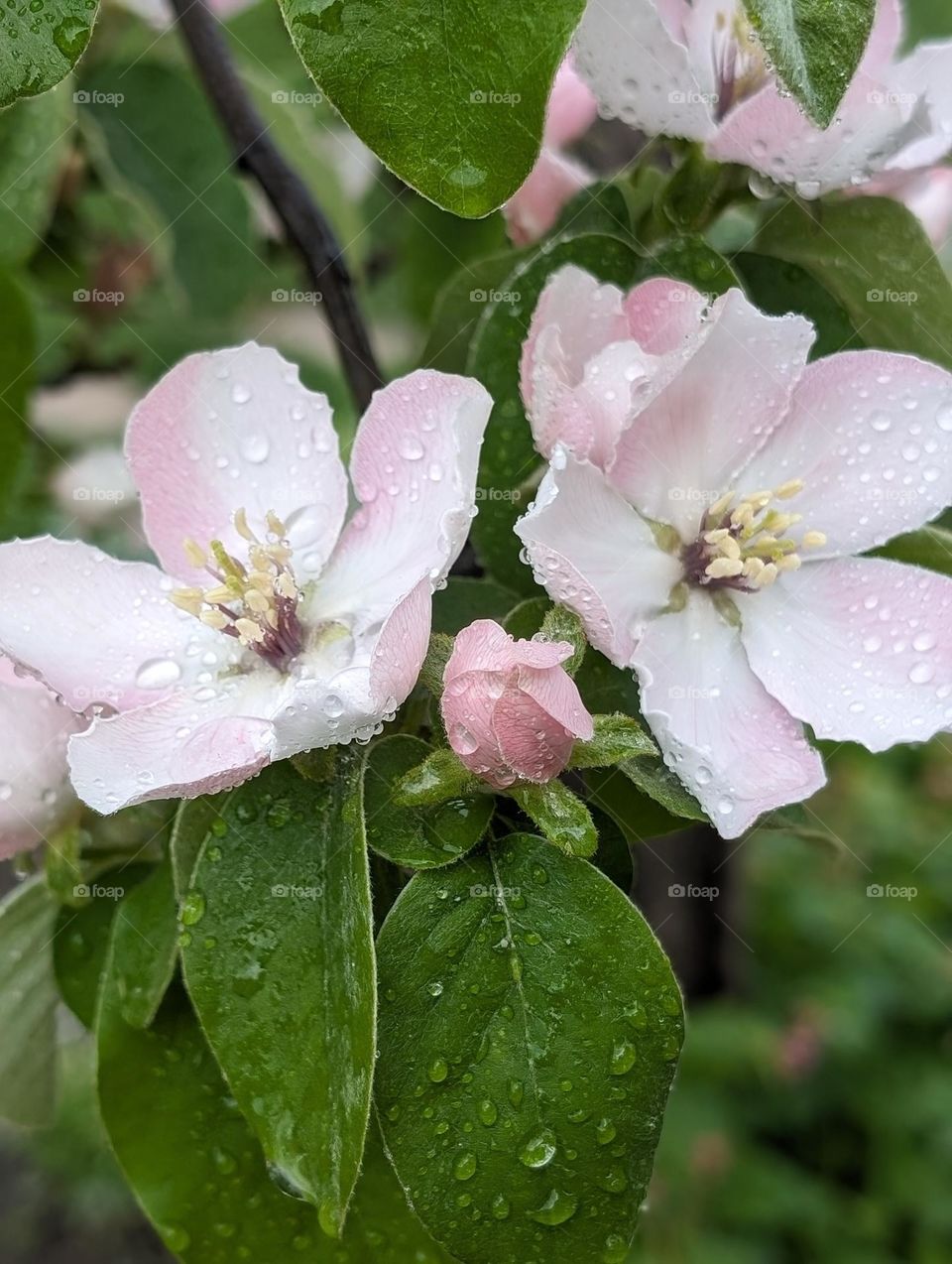 Flowering branch of the quince tree