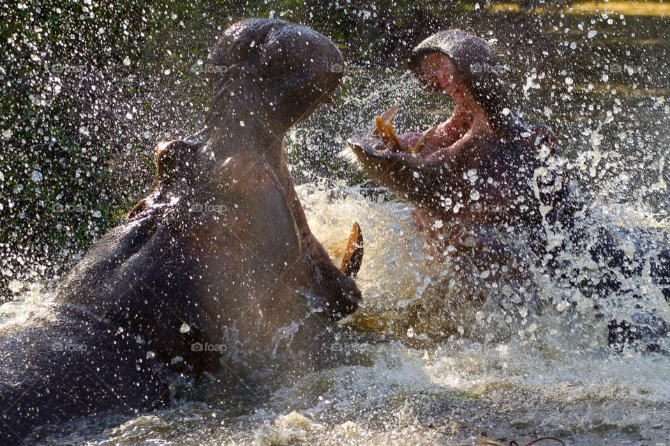 2019 fauna favorite - two male hippos fighting in the water with water drops spraying. Photo from Kruger National Park South Africa