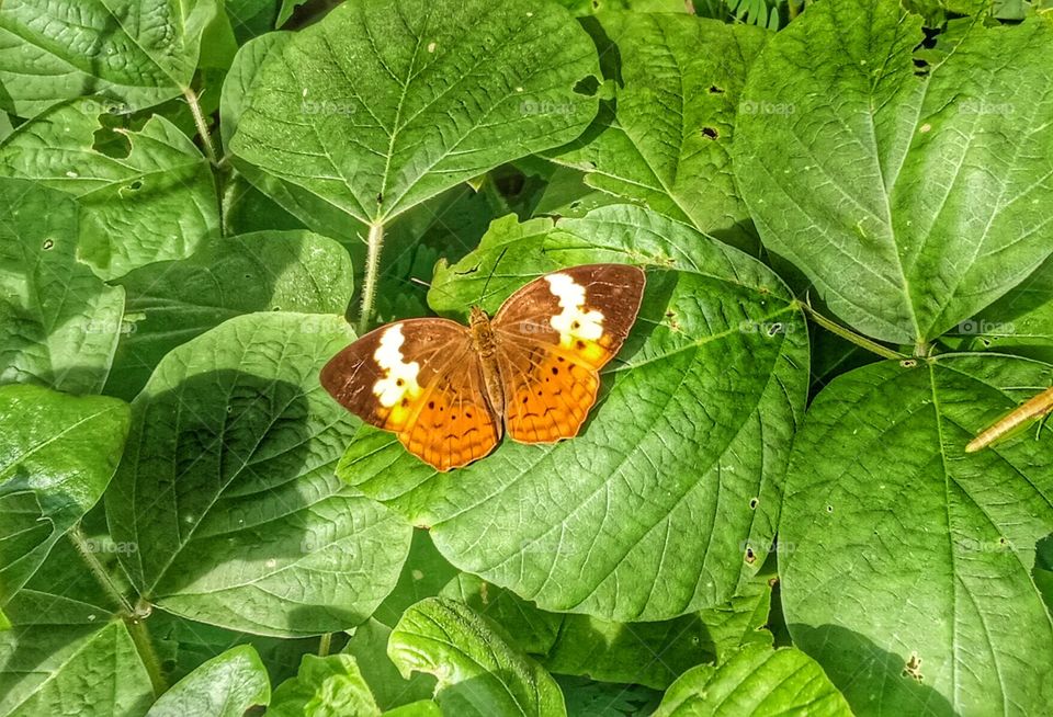 Butterfly on green leaves