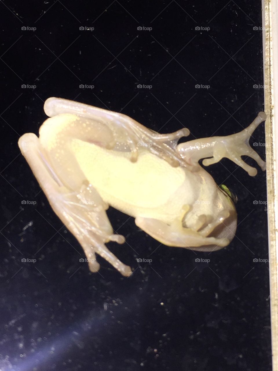 The underside of a tree frog on a glass door.