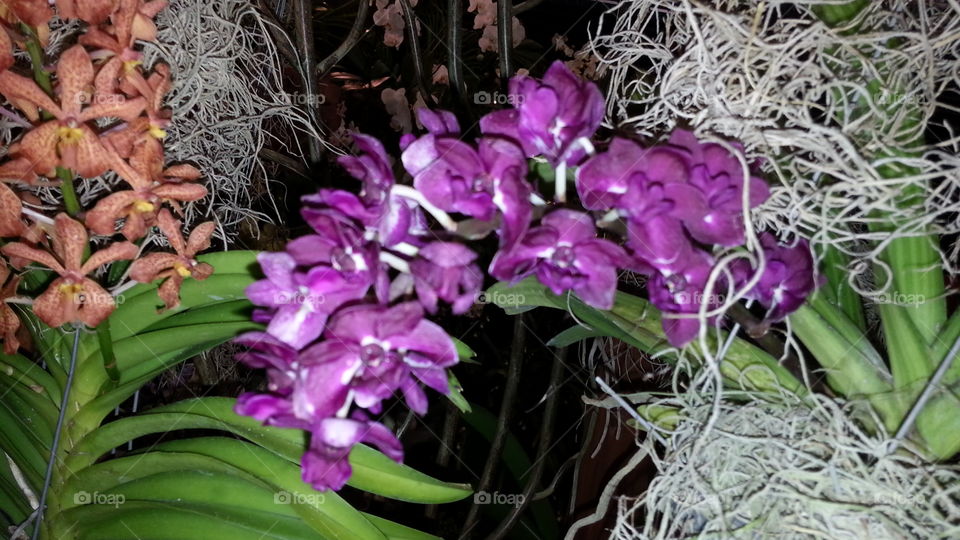 exotic tropical orchid flowrrs