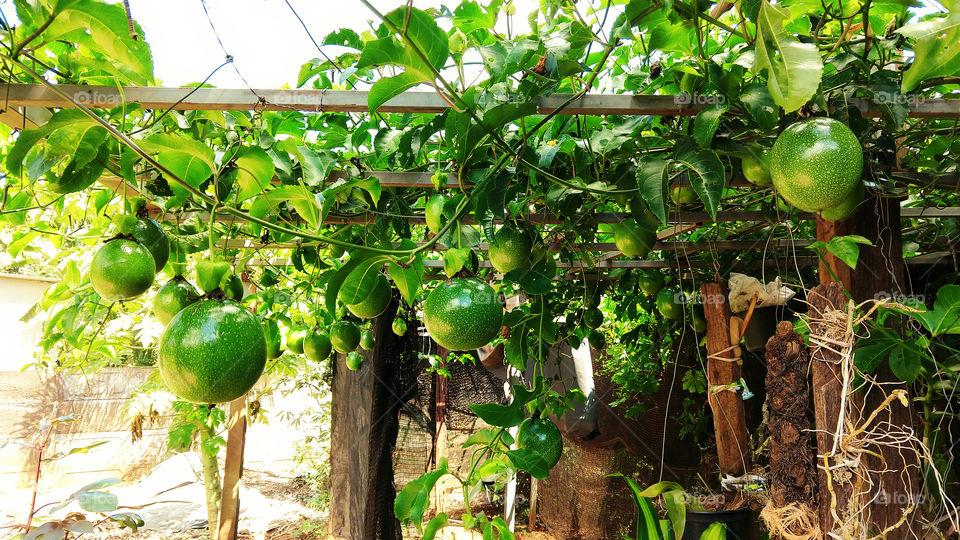 Plantação de maracujá no quintal.