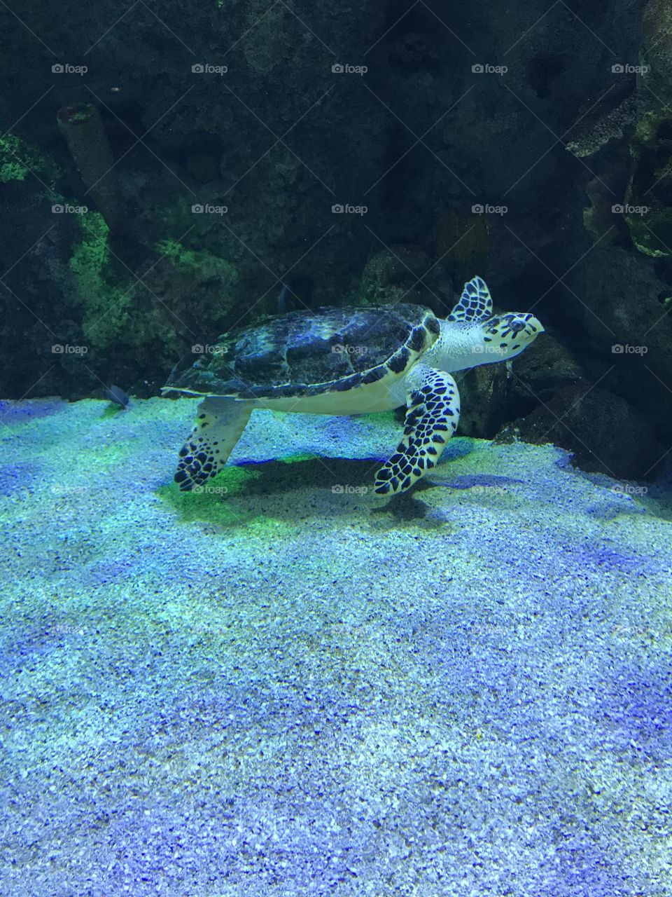 Turtle swimming in the tank