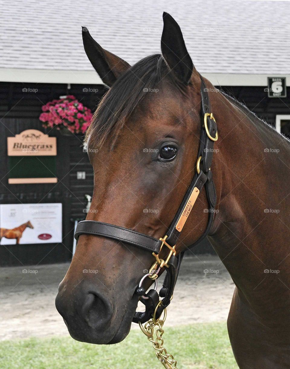 zazzle.com/fleetphoto for the largest collection of horse racing memorabilia.