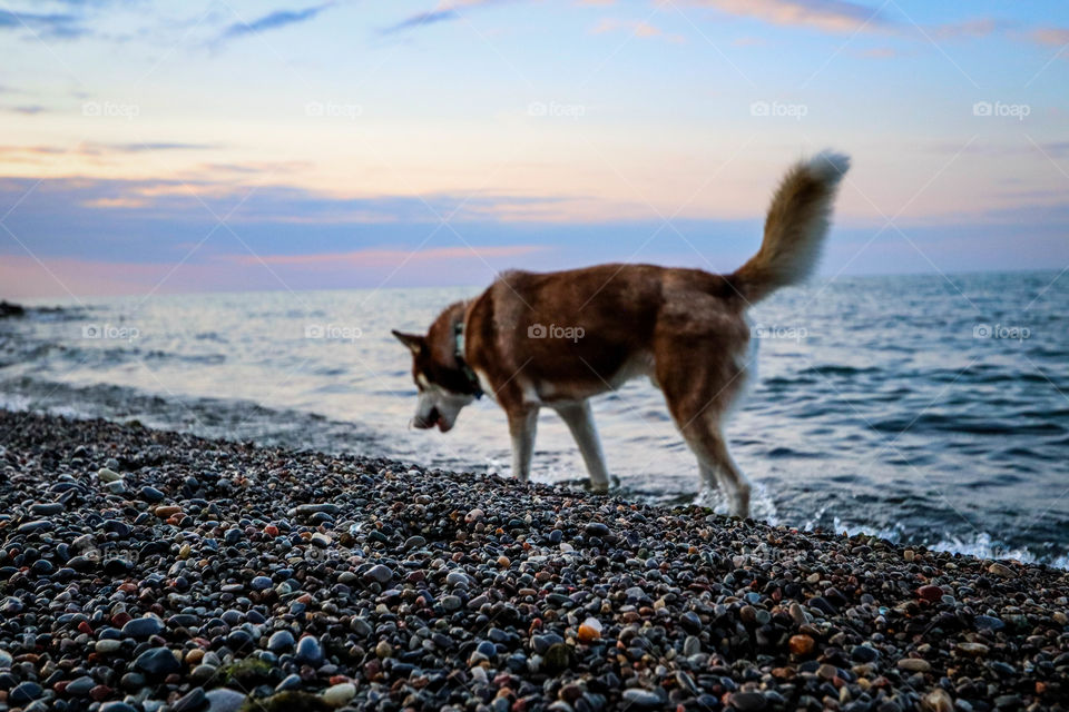 Husky dog is walking on a pebble beach