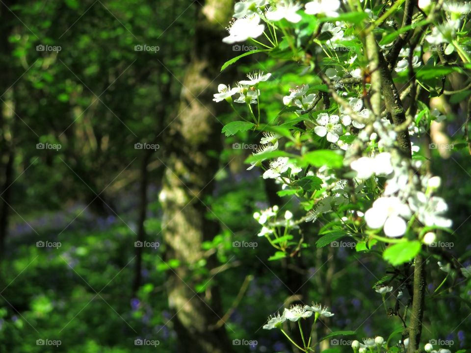 Spring blossom 