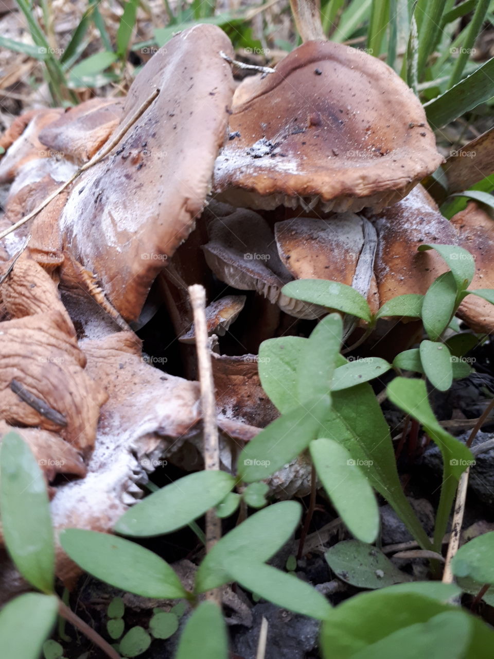 Mushroom caps and Chickweed sprouts