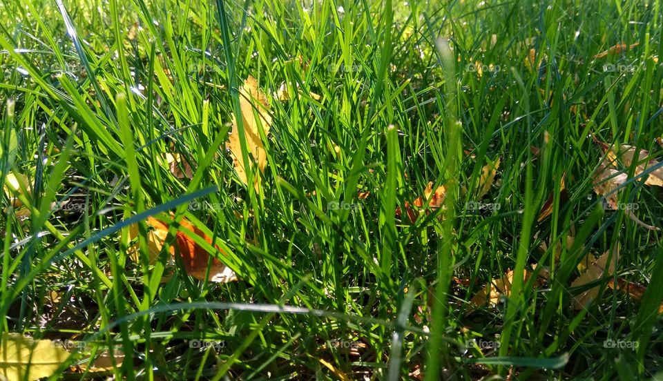 Autumn grass