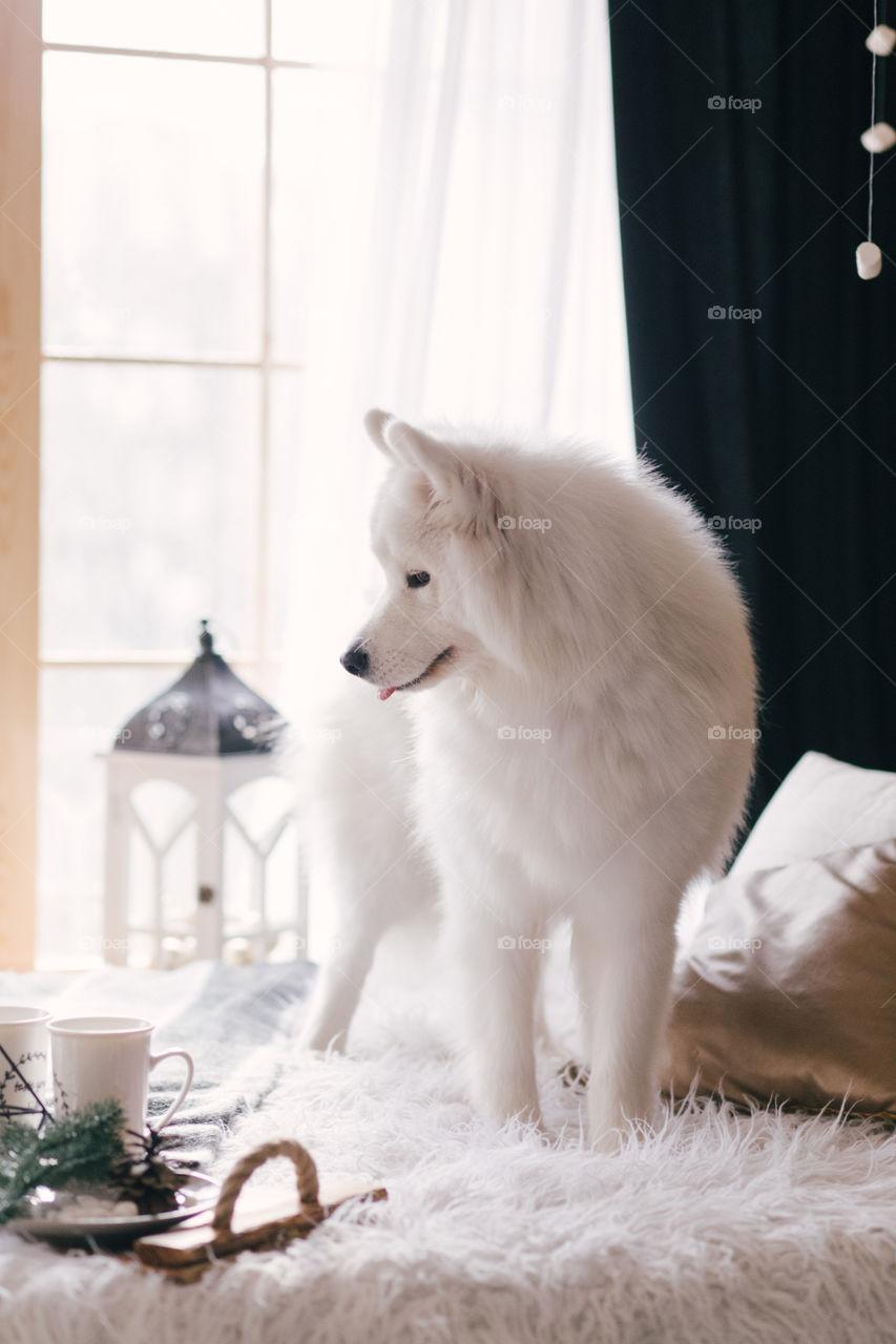 Do you know samoyed is one of the most beautiful dog in the world? Perfect companion, friend and babysitter 