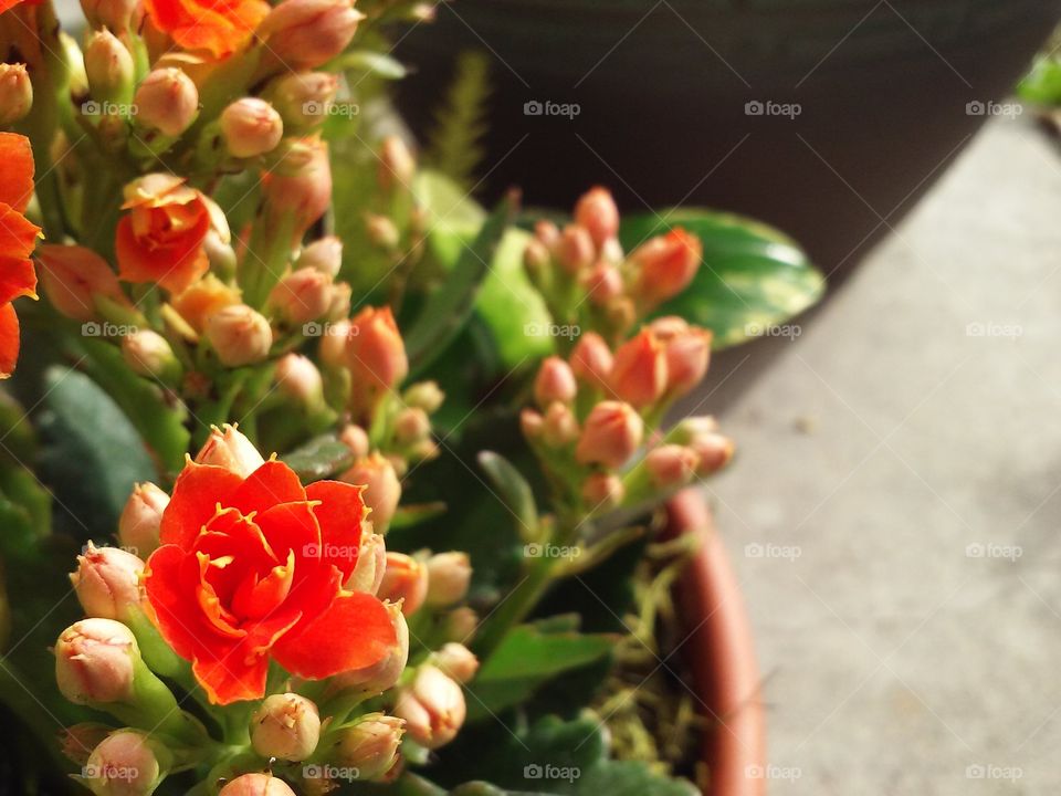 Sunlit flowers