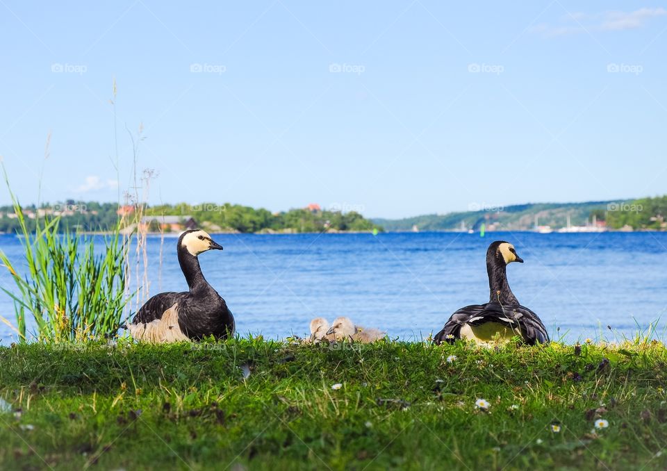 Geese family