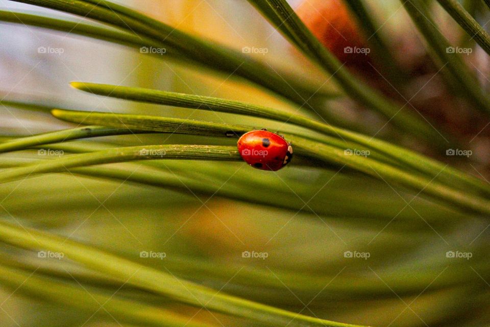 Lady-bug