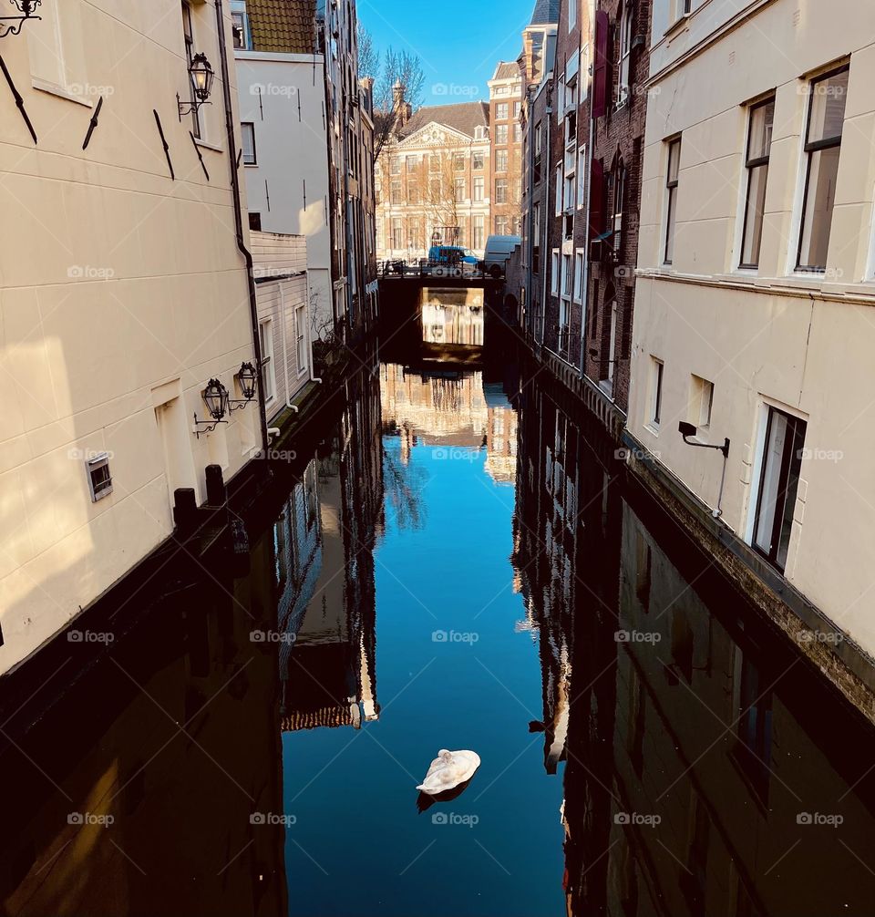 Sleeping Swan In Amsterdam Canal