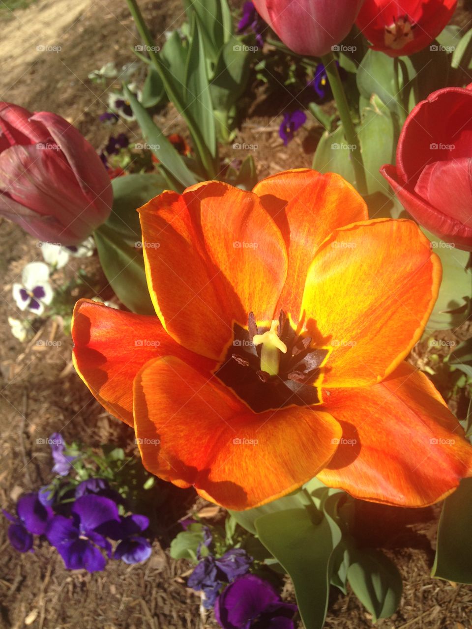 Tulip Beauty in Bloom
