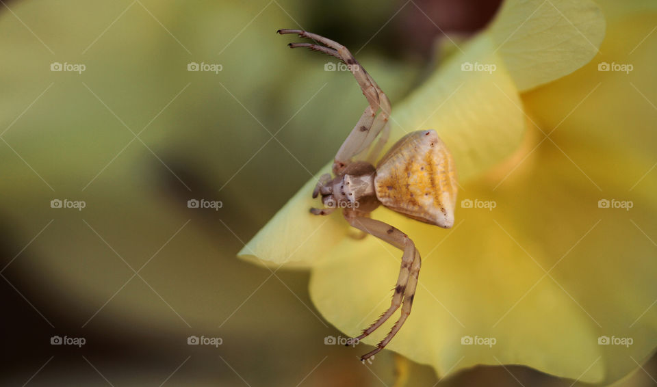 A Yellow spider on a yellow flower 