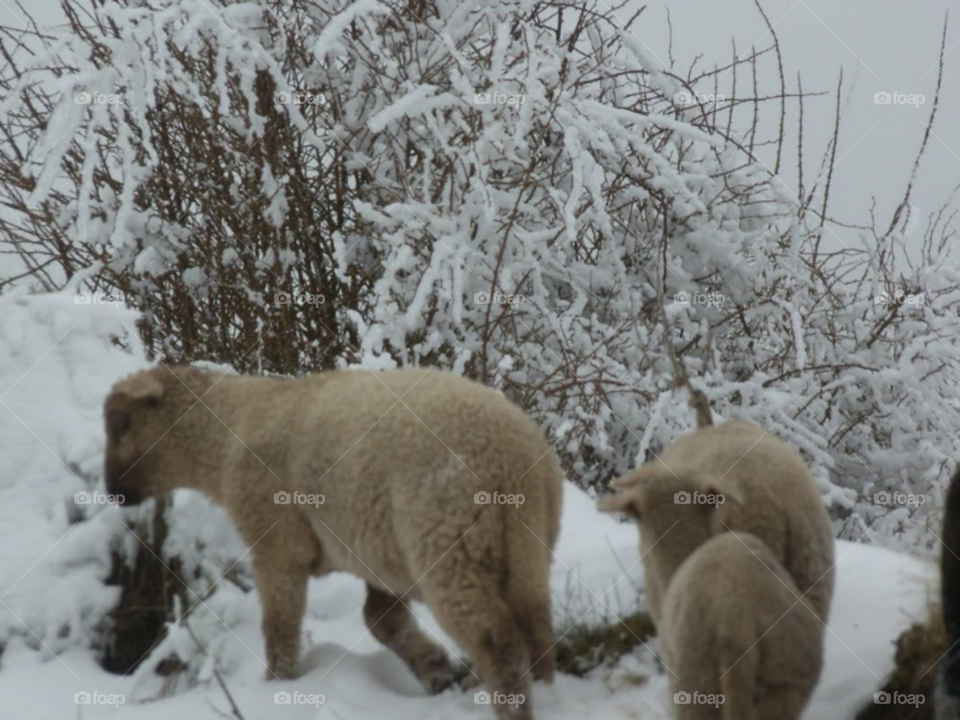 ovejas en la nieve