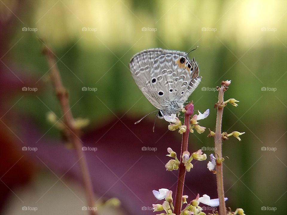A tinny butterfly enjoying the morning on the flower. Close up, macro, depth of field, insect, nature, wildlife