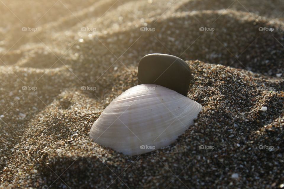 Shell on the beach