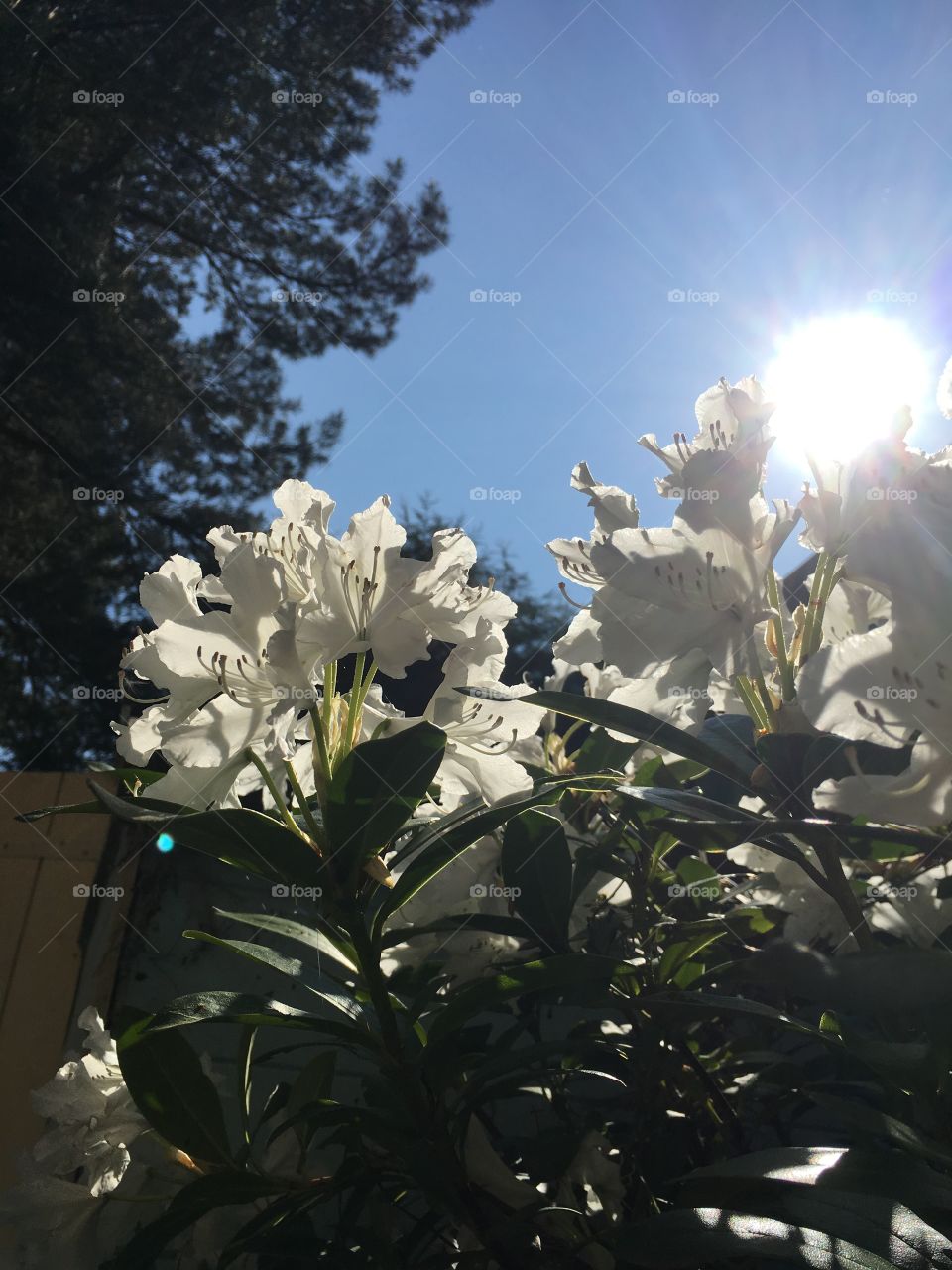 White rhododendron flowers in the garden with the summer sun, blue sky and pine trees in the background 