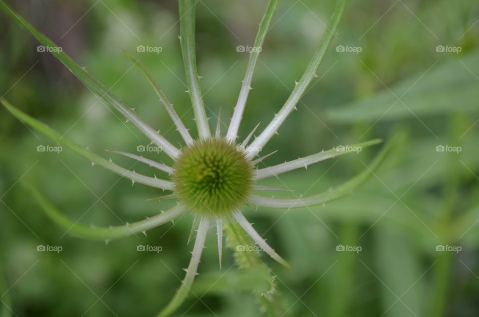 Teasel Bud
