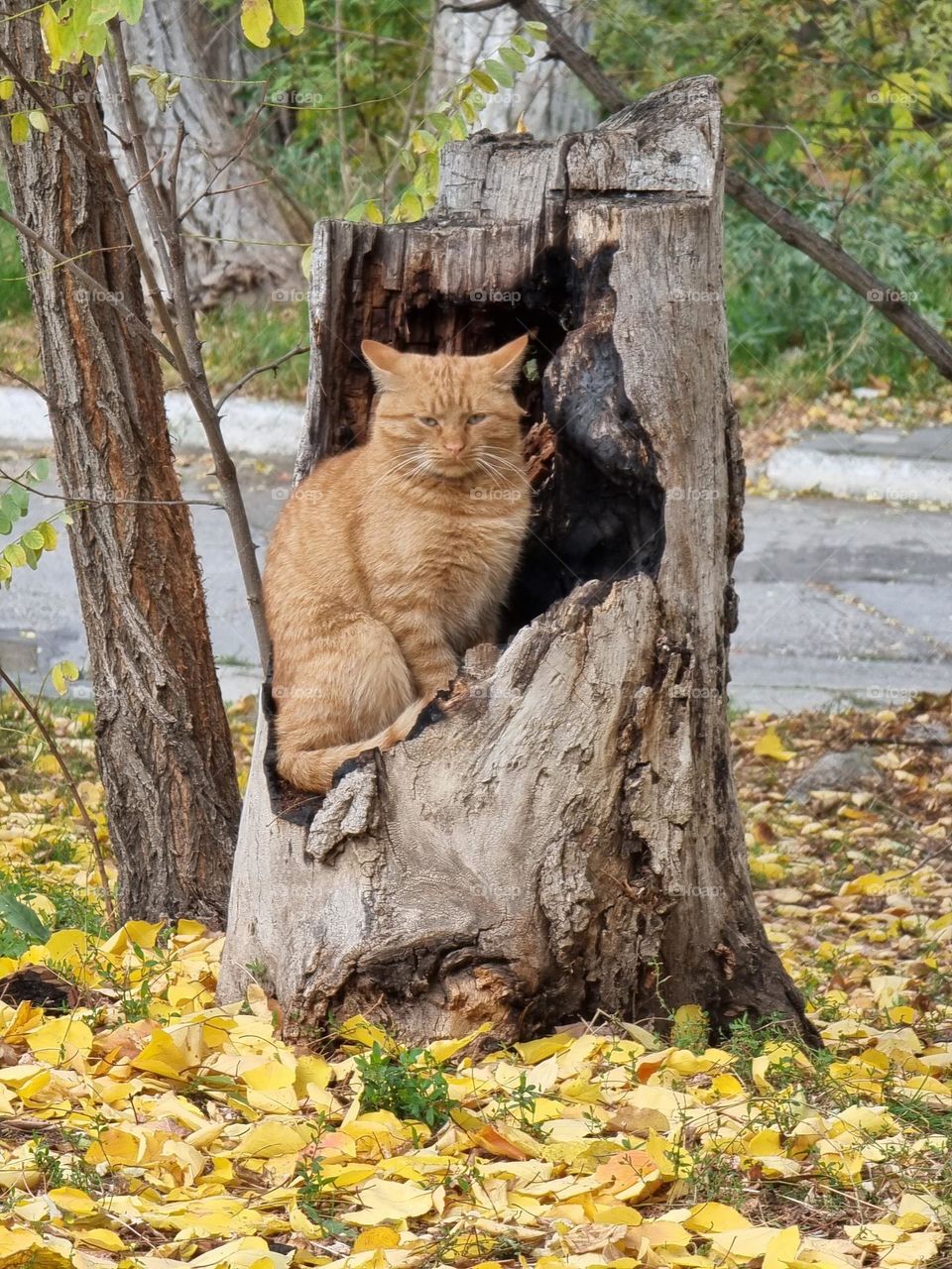 Reddish cat sitting in a tree trunk on an autumn day