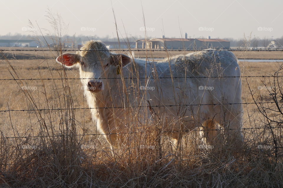 White cow by barbed wire fence. Photo taken in Oklahoma.  Setting sun provided soft backlight for cow and enhanced the gold winter grass.