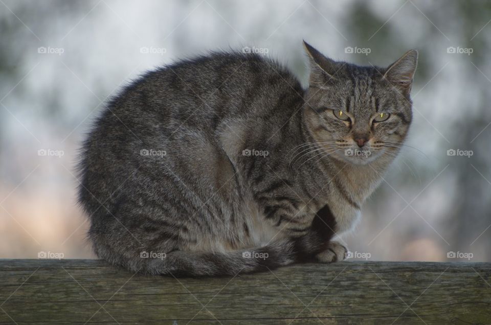 Gray cat sitting on bench