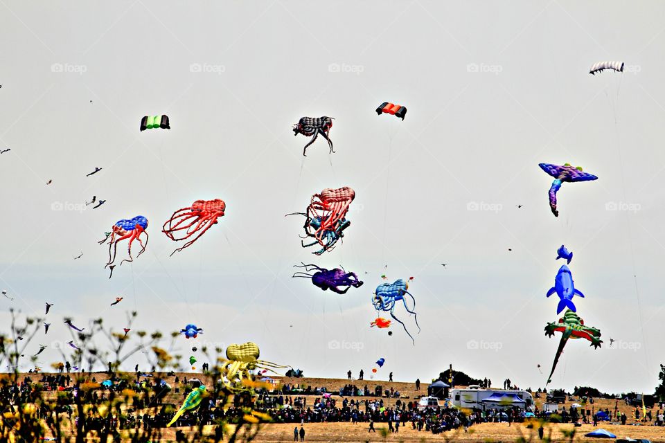 Kite Festival