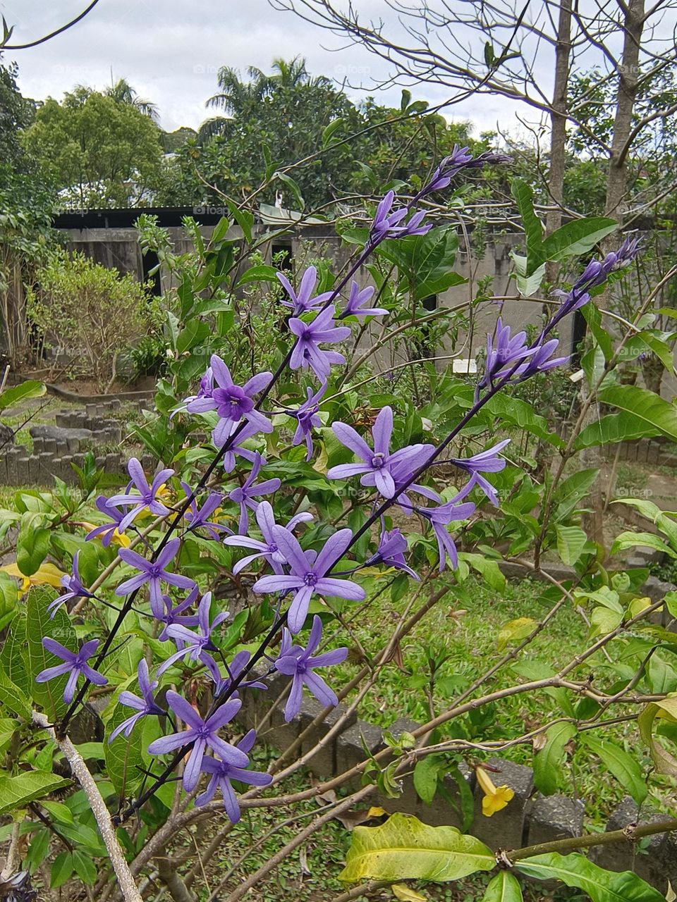 Desmodium caudatum in Beinan Township Native Applied Botanical Garden