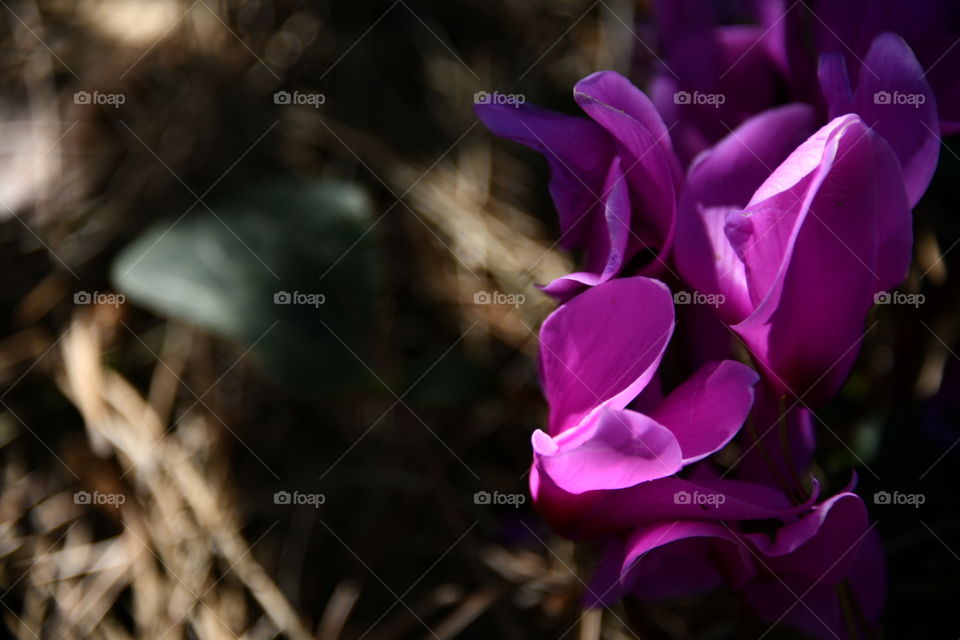 Parque el Capricho, Madrid