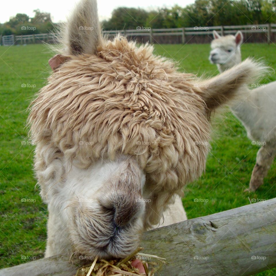 Close-up of alpaca feeding