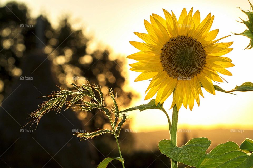 sunset sunflower view