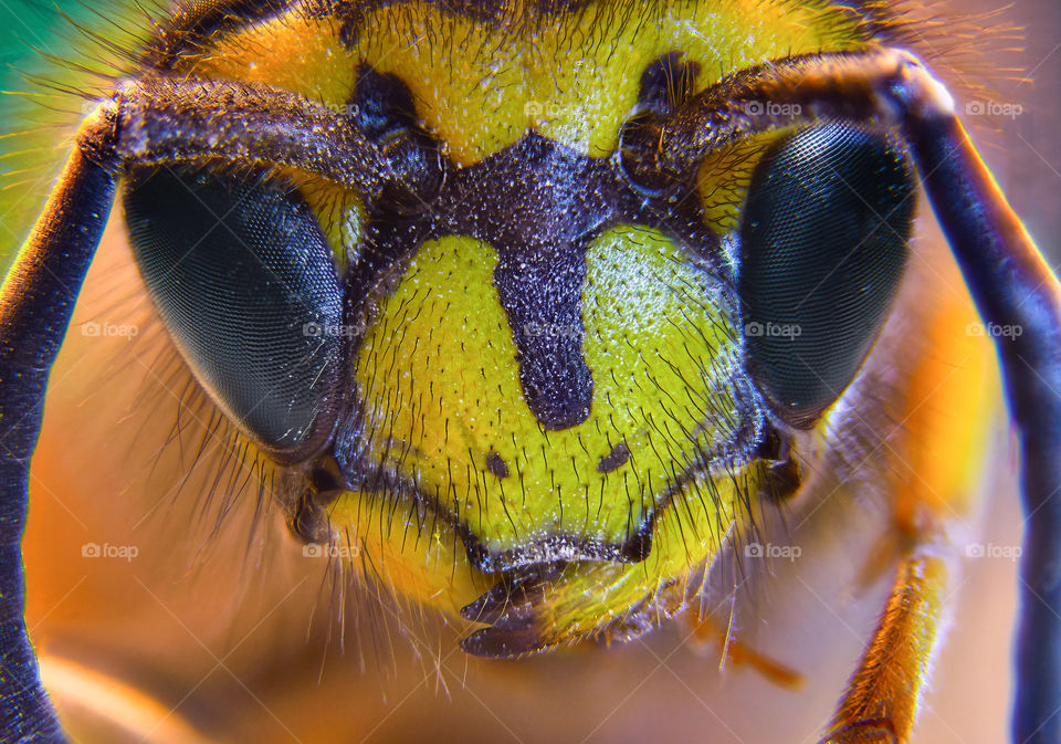 Macro photography of a wasp yellow jacket