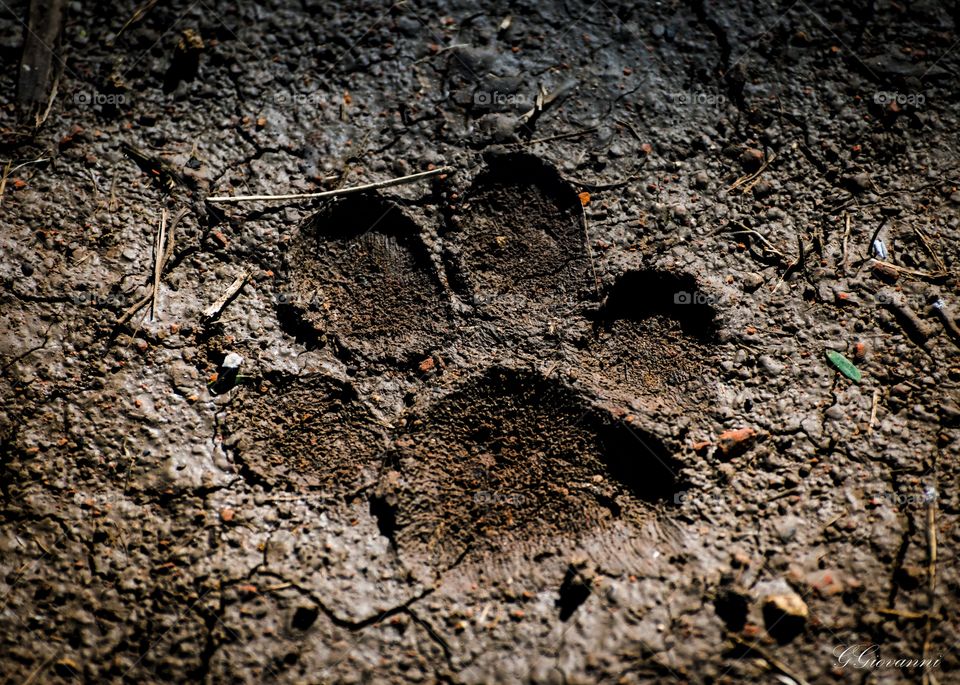 Pegada de onça pintada  (PANTANAL MS BRAZIL)