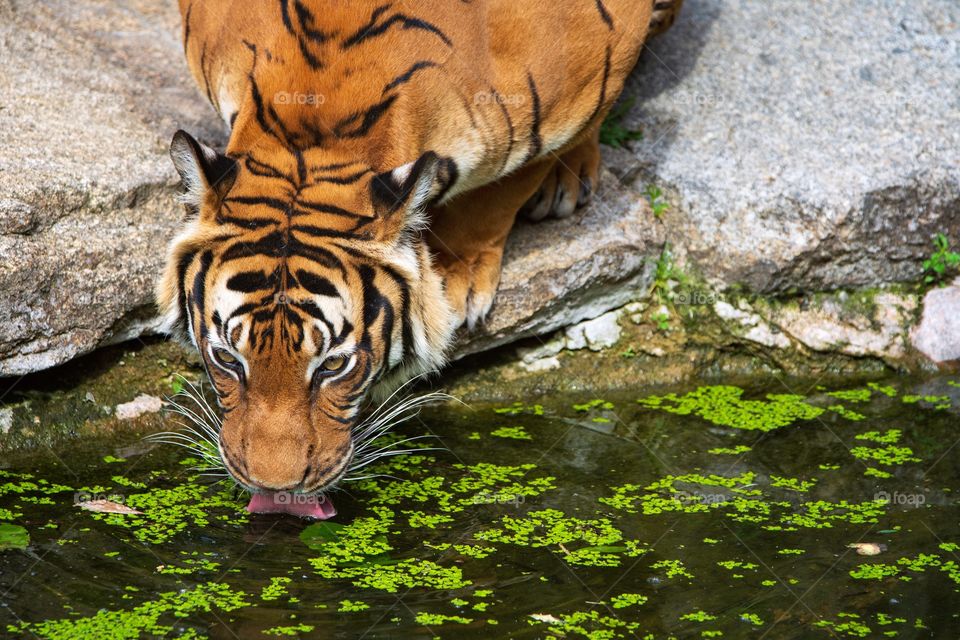 Tiger taking a drink from missy water