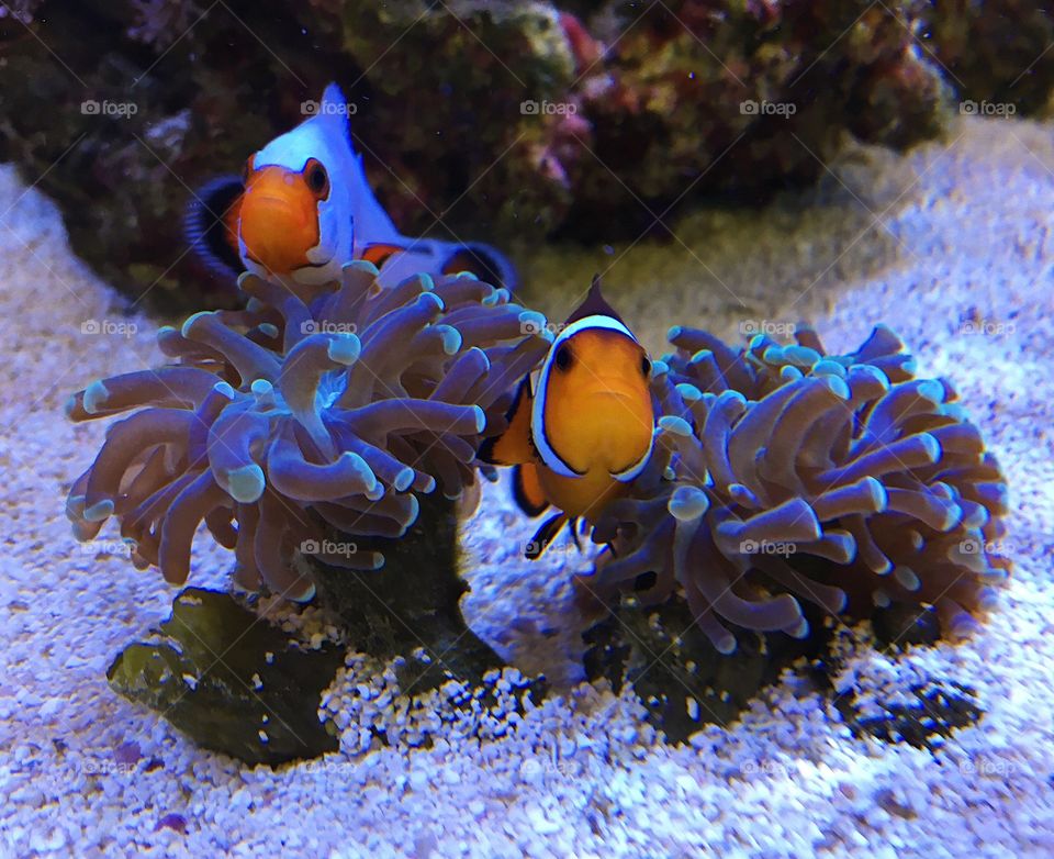 Pair of clowns 2 