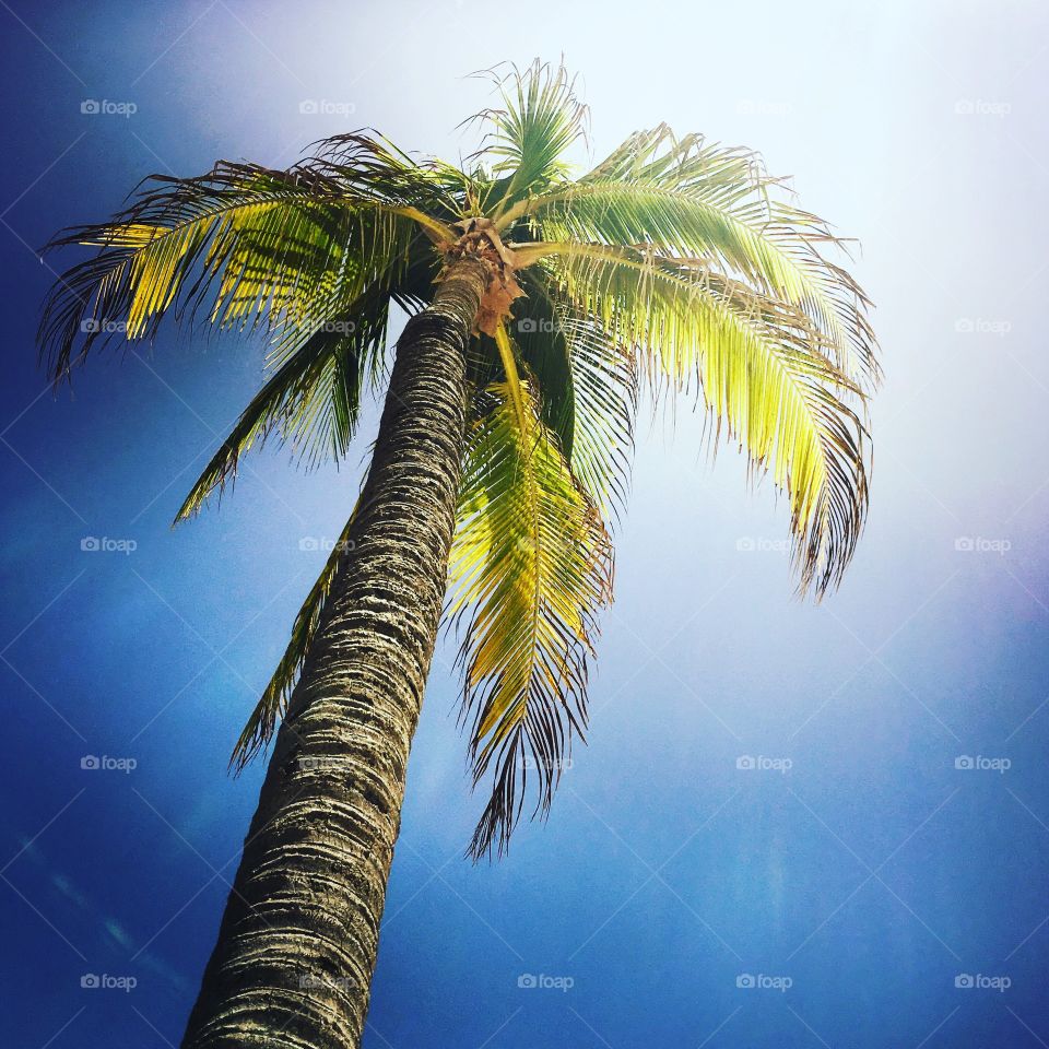 Palm, Tropical, Beach, Exotic, Coconut